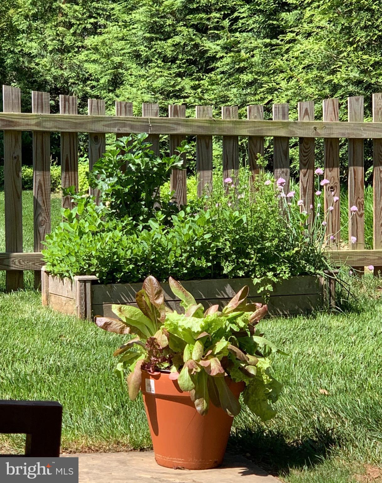 1201 Allendale Road McLean, VA 22101 - Photo 63 of 74 Lush garden oasis with vibrant greenery.