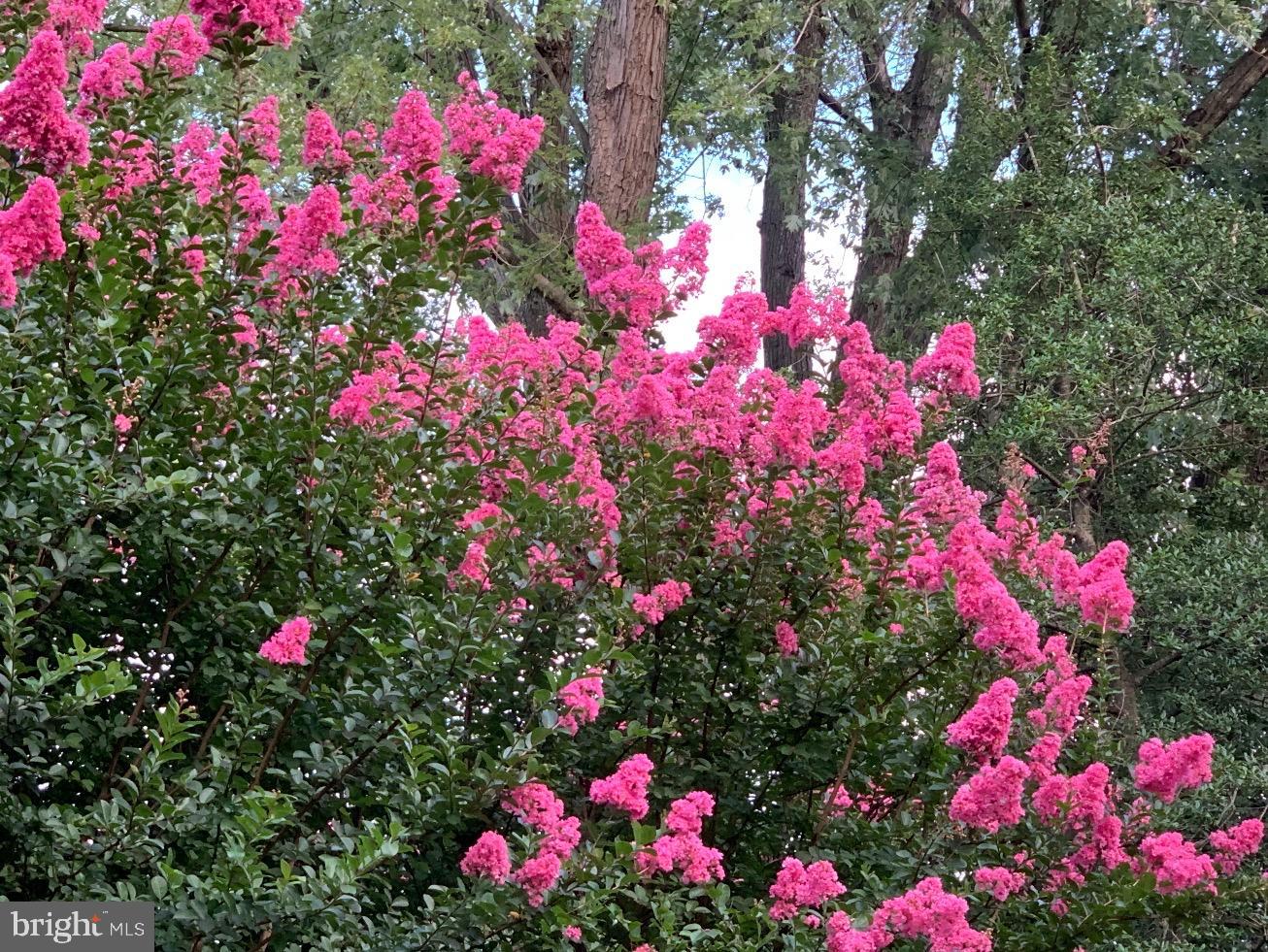 1201 Allendale Road McLean, VA 22101 - Photo 68 of 74 Vibrant pink blooms in lush greenery.