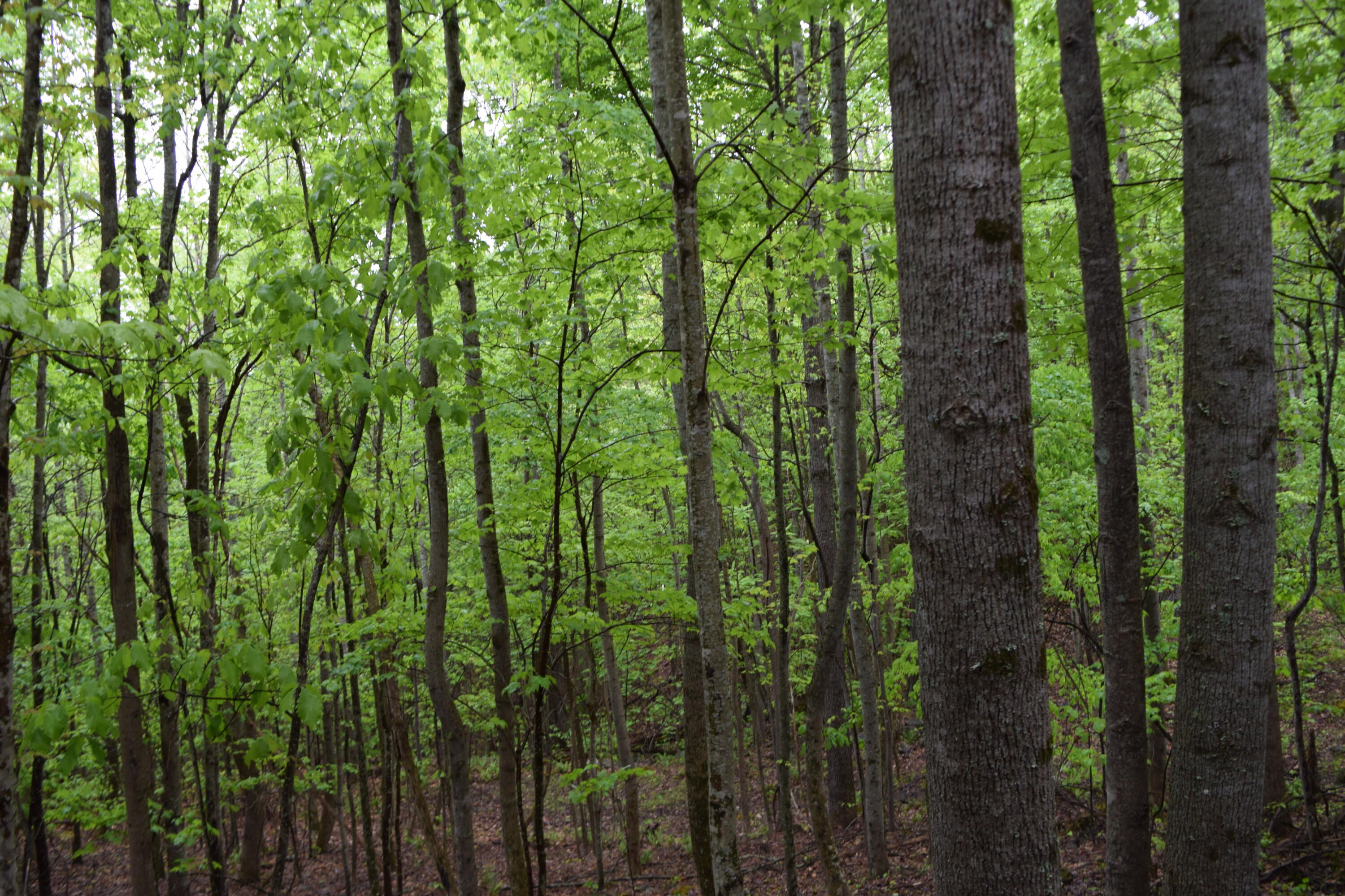 995 Whistle Valley Road, Unit 244 New Tazewell, TN 37825 - Photo 1 of 51 DSC_0052