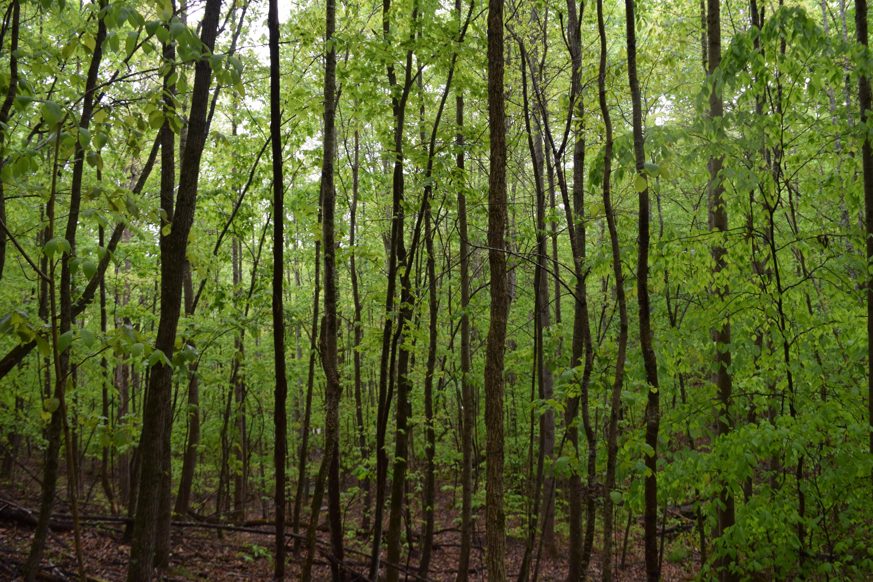 995 Whistle Valley Road, Unit 244 New Tazewell, TN 37825 - Photo 11 of 51 DSC_0061