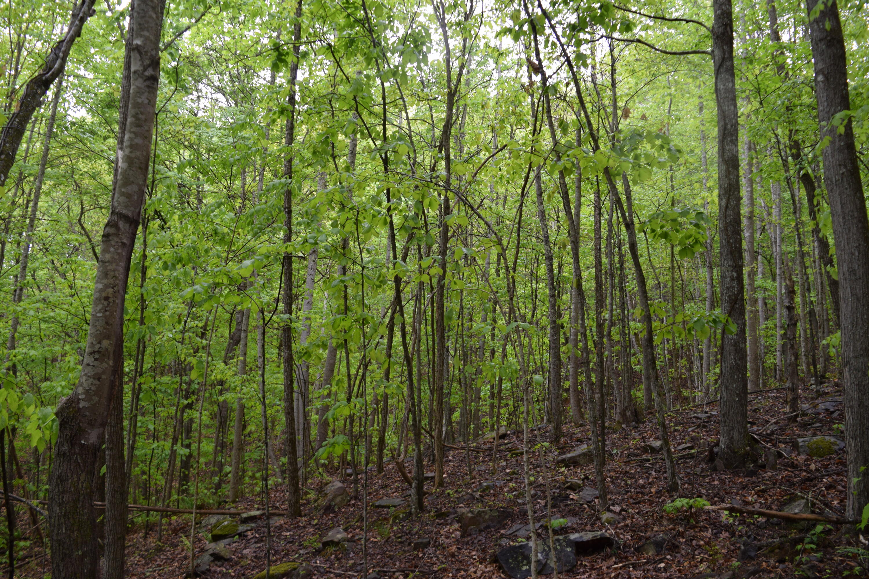 995 Whistle Valley Road, Unit 244 New Tazewell, TN 37825 - Photo 12 of 51 DSC_0062