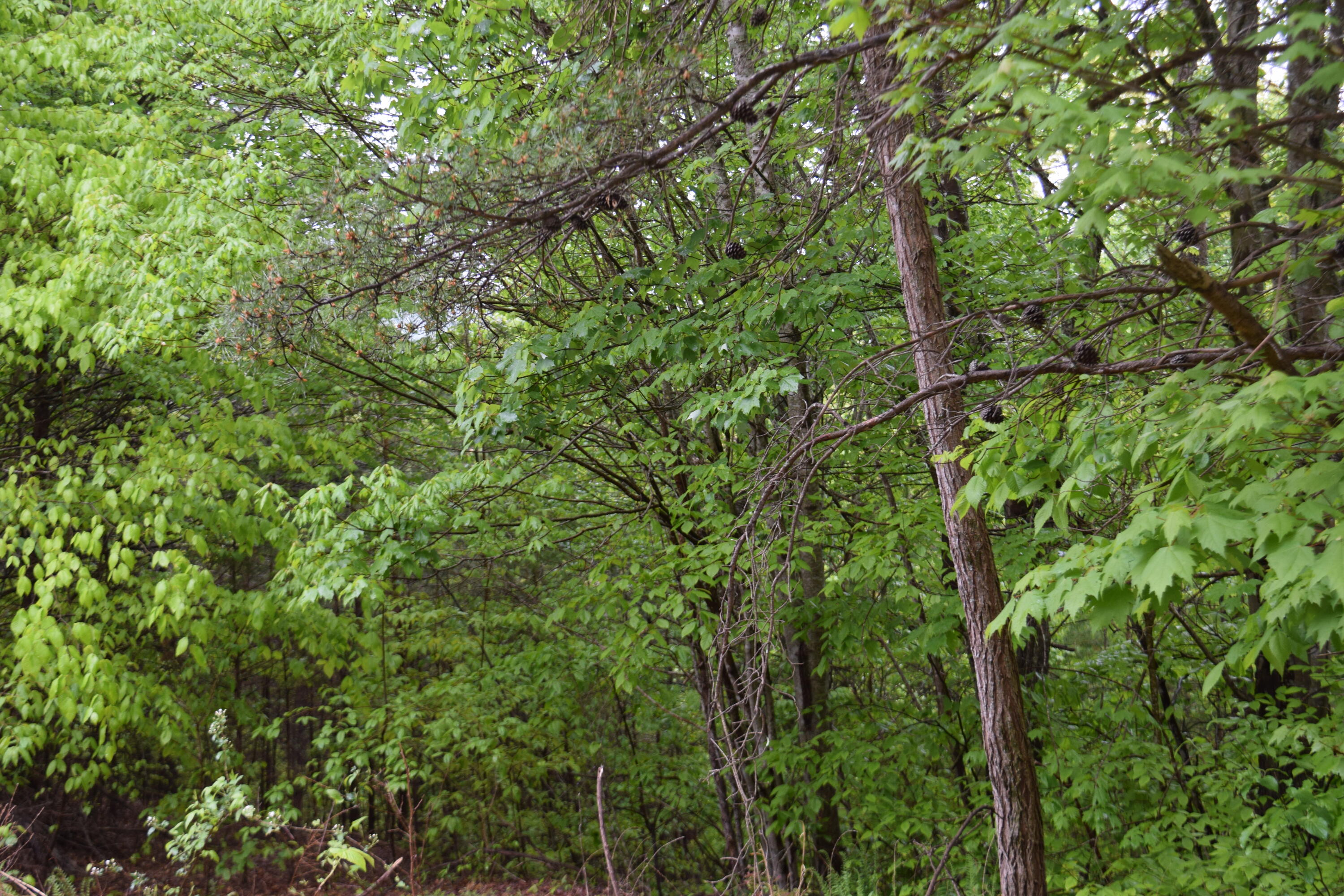 995 Whistle Valley Road, Unit 244 New Tazewell, TN 37825 - Photo 13 of 51 DSC_0064