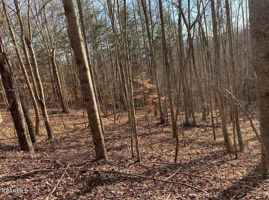 995 Whistle Valley Road, Unit 244 New Tazewell, TN 37825 - Photo 15 of 51 Photo 3