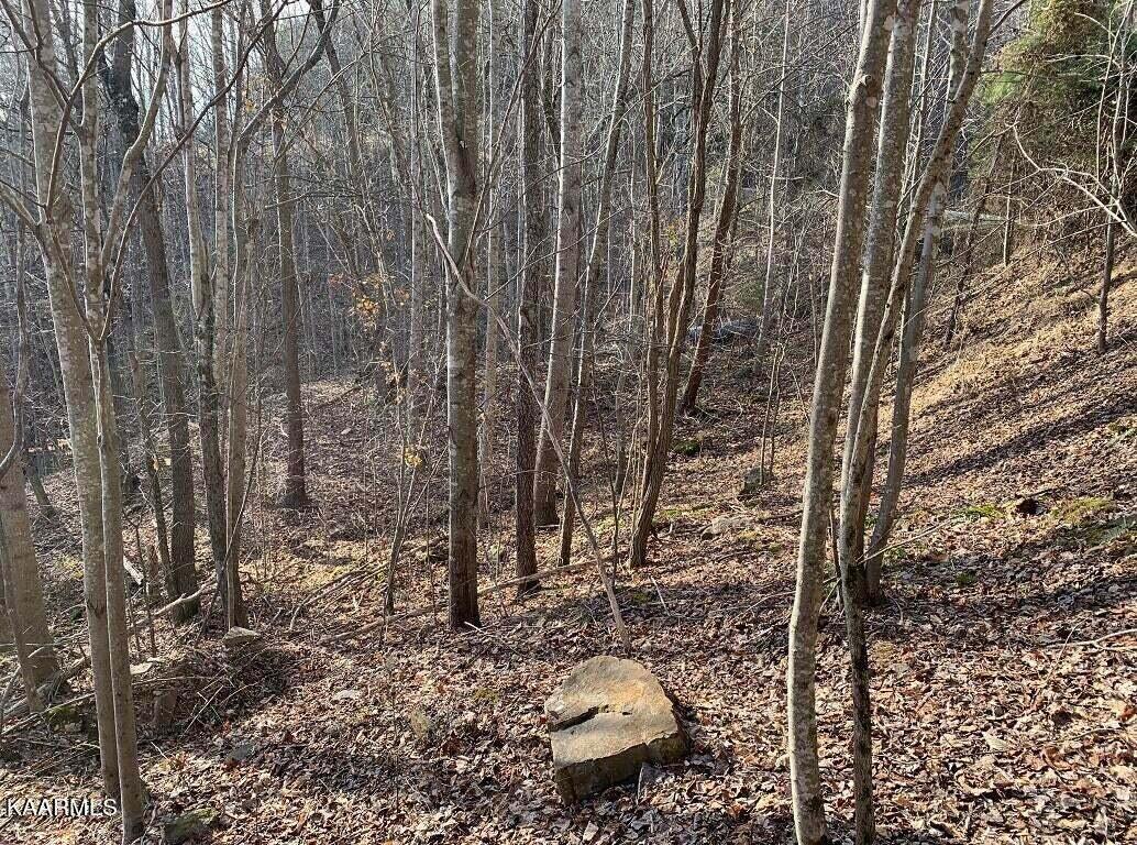 995 Whistle Valley Road, Unit 244 New Tazewell, TN 37825 - Photo 16 of 51 Photo 4