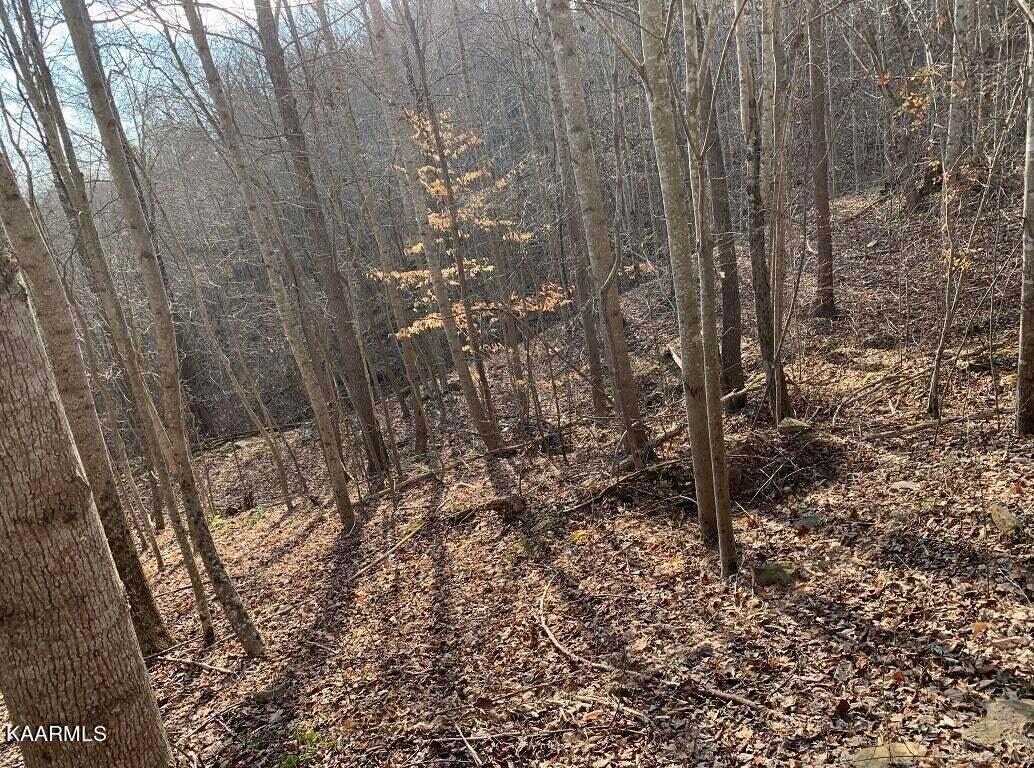 995 Whistle Valley Road, Unit 244 New Tazewell, TN 37825 - Photo 17 of 51 Photo 5