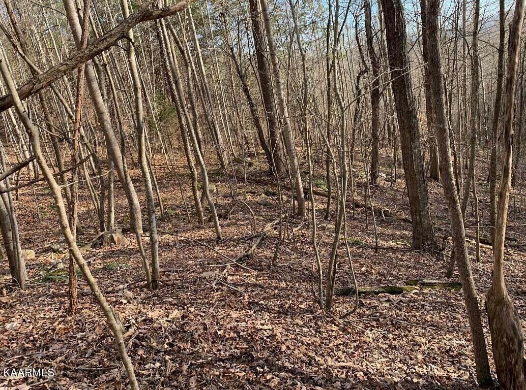 995 Whistle Valley Road, Unit 244 New Tazewell, TN 37825 - Photo 18 of 51 Photo 6