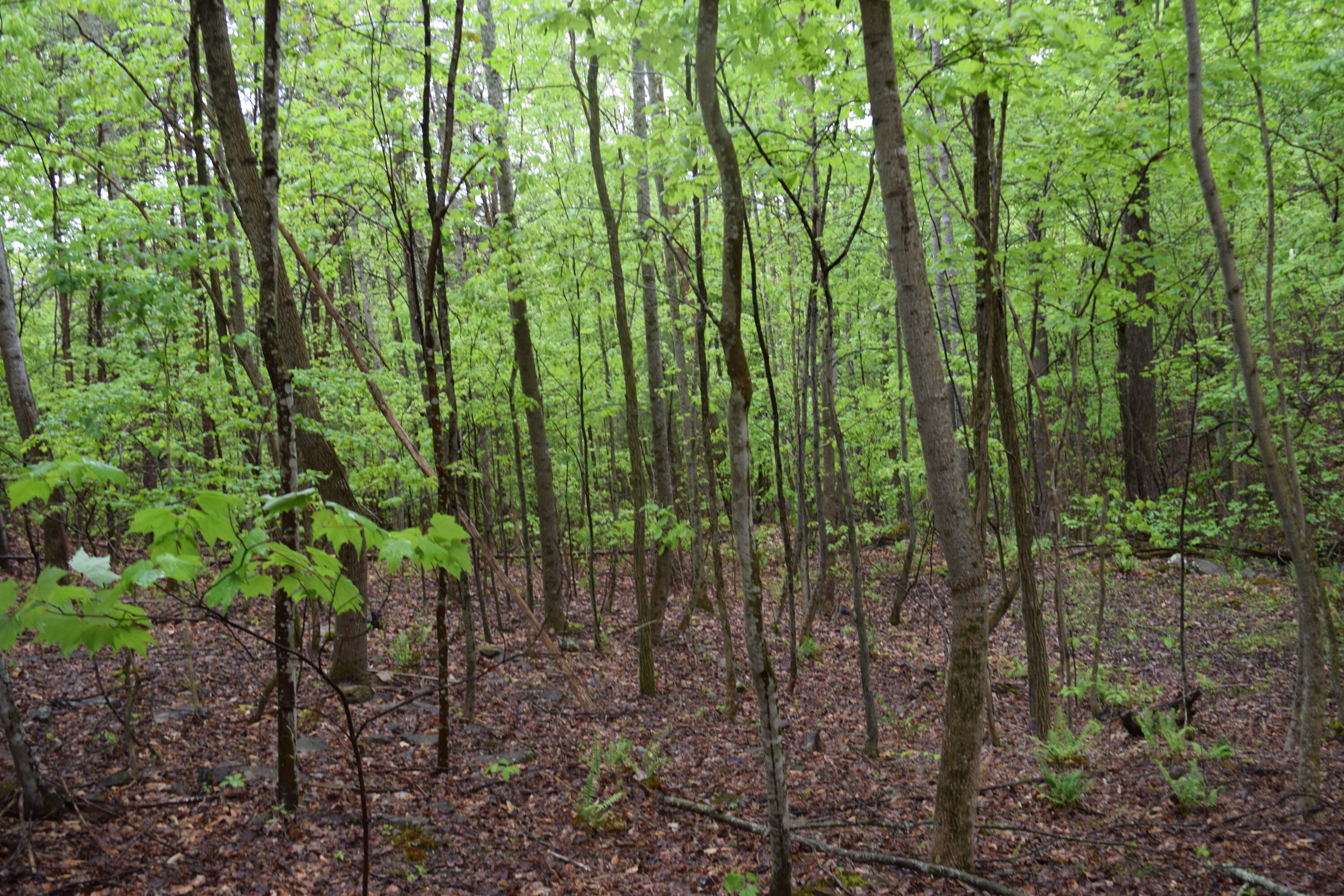 995 Whistle Valley Road, Unit 244 New Tazewell, TN 37825 - Photo 2 of 51 DSC_0053