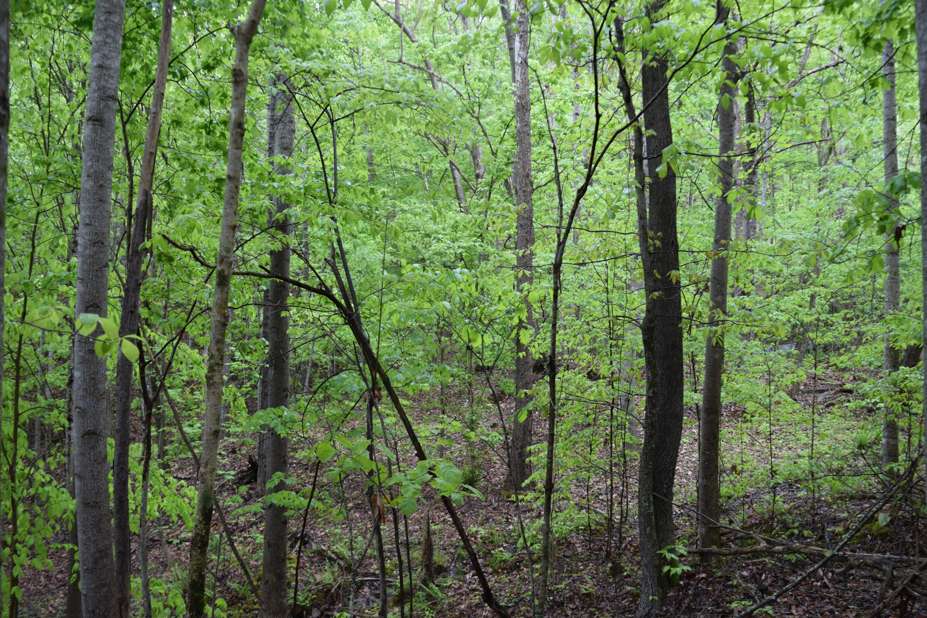 995 Whistle Valley Road, Unit 244 New Tazewell, TN 37825 - Photo 3 of 51 DSC_0054