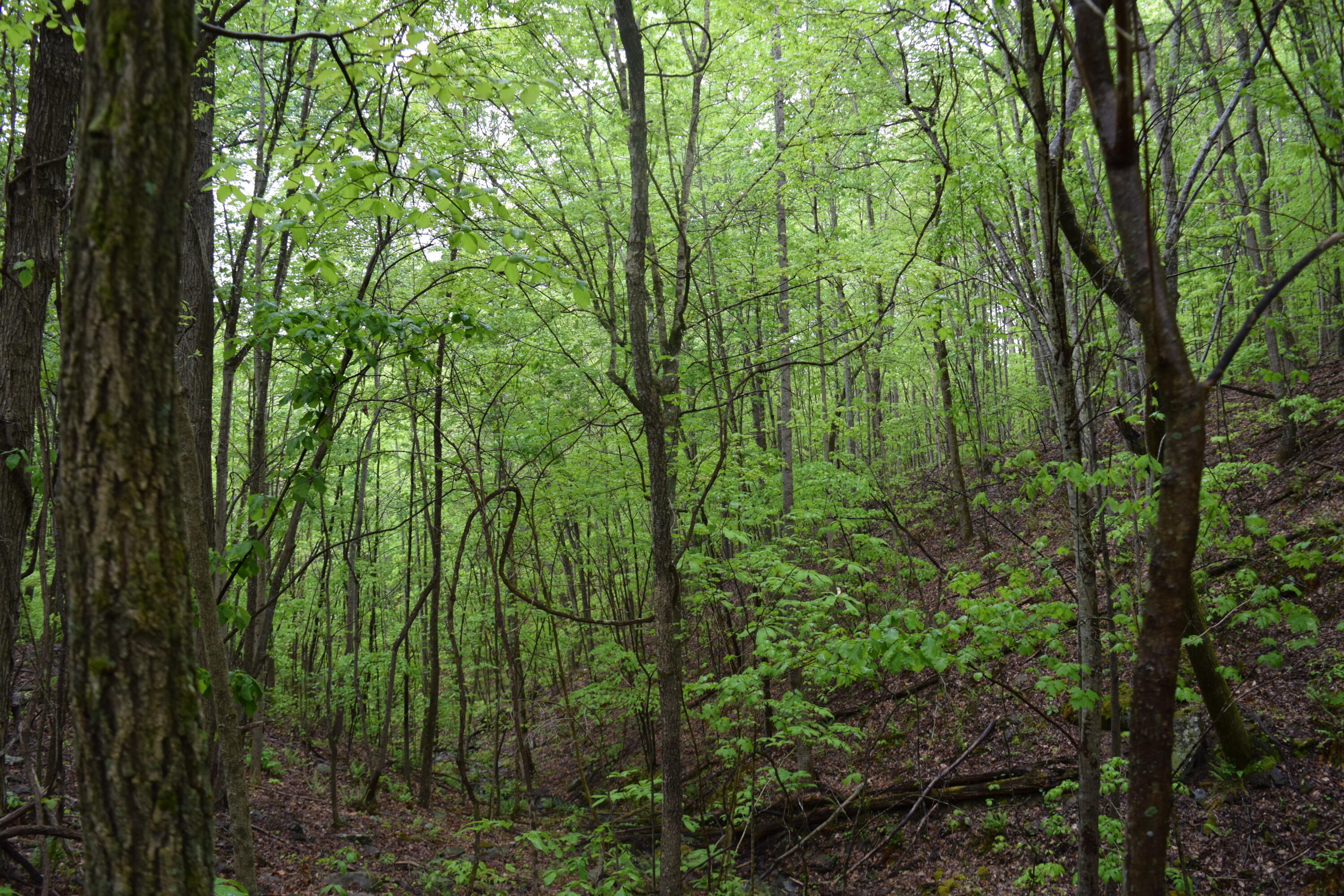 995 Whistle Valley Road, Unit 244 New Tazewell, TN 37825 - Photo 5 of 51 DSC_0056
