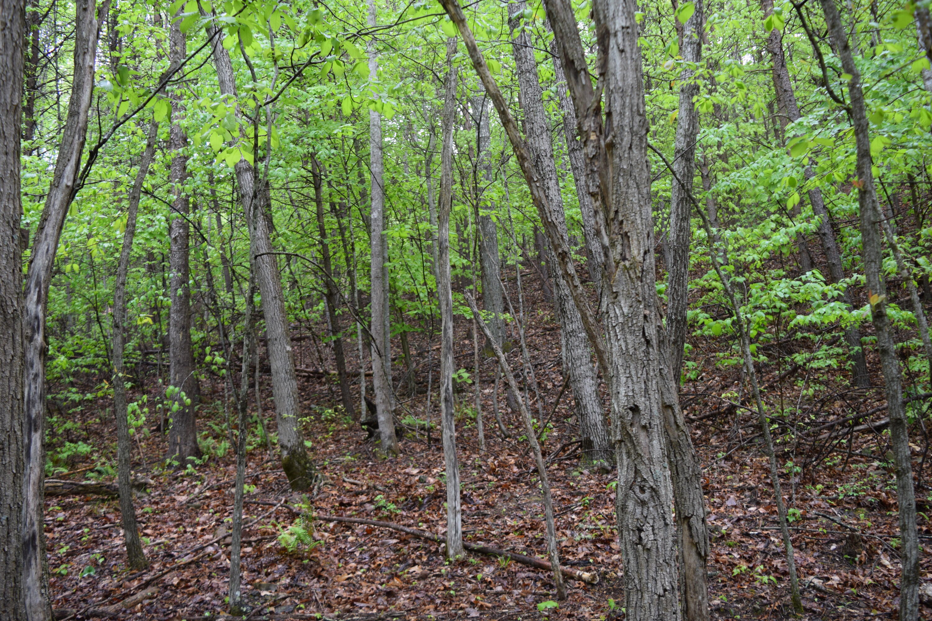 995 Whistle Valley Road, Unit 244 New Tazewell, TN 37825 - Photo 6 of 51 DSC_0060