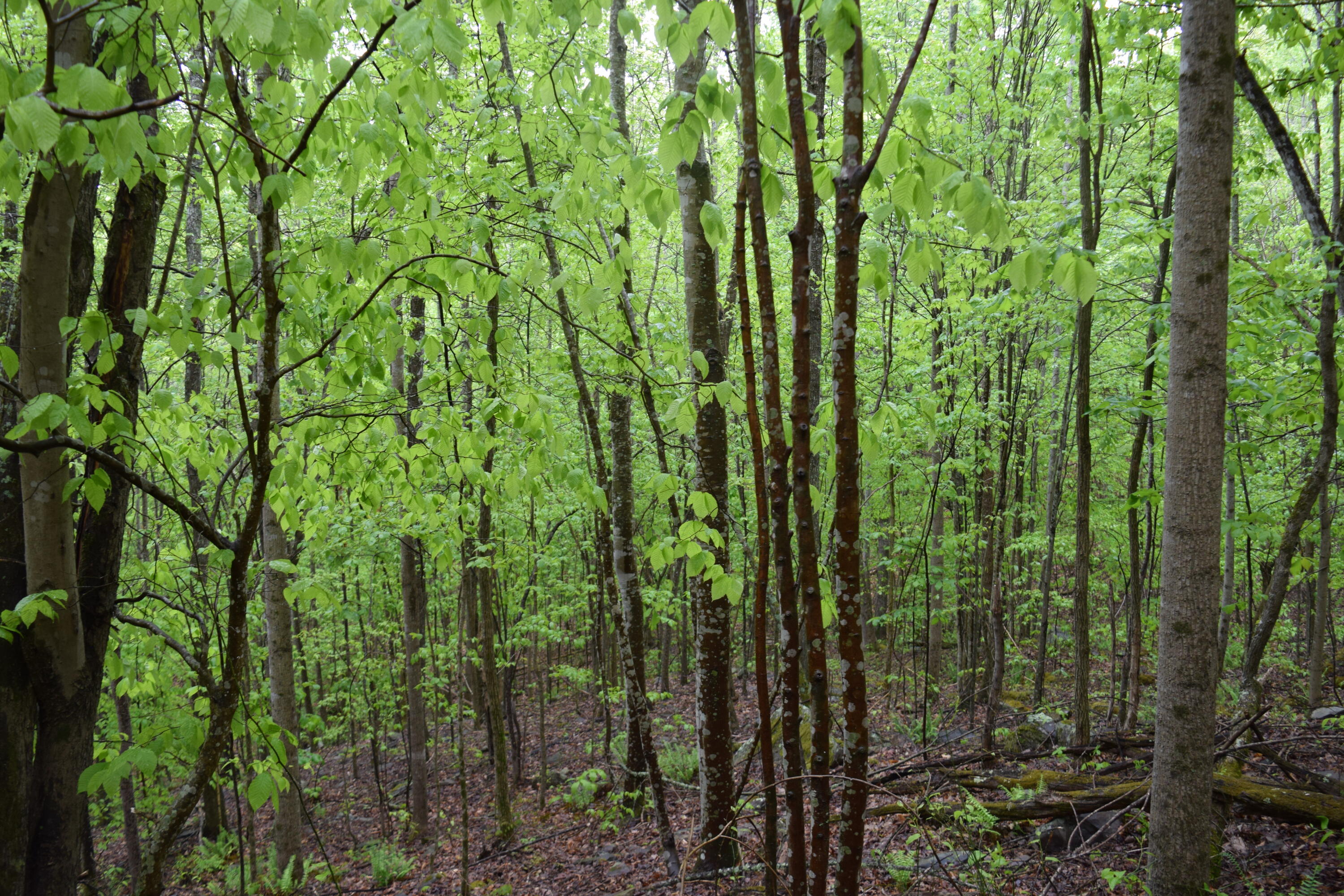 995 Whistle Valley Road, Unit 244 New Tazewell, TN 37825 - Photo 7 of 51 DSC_0059