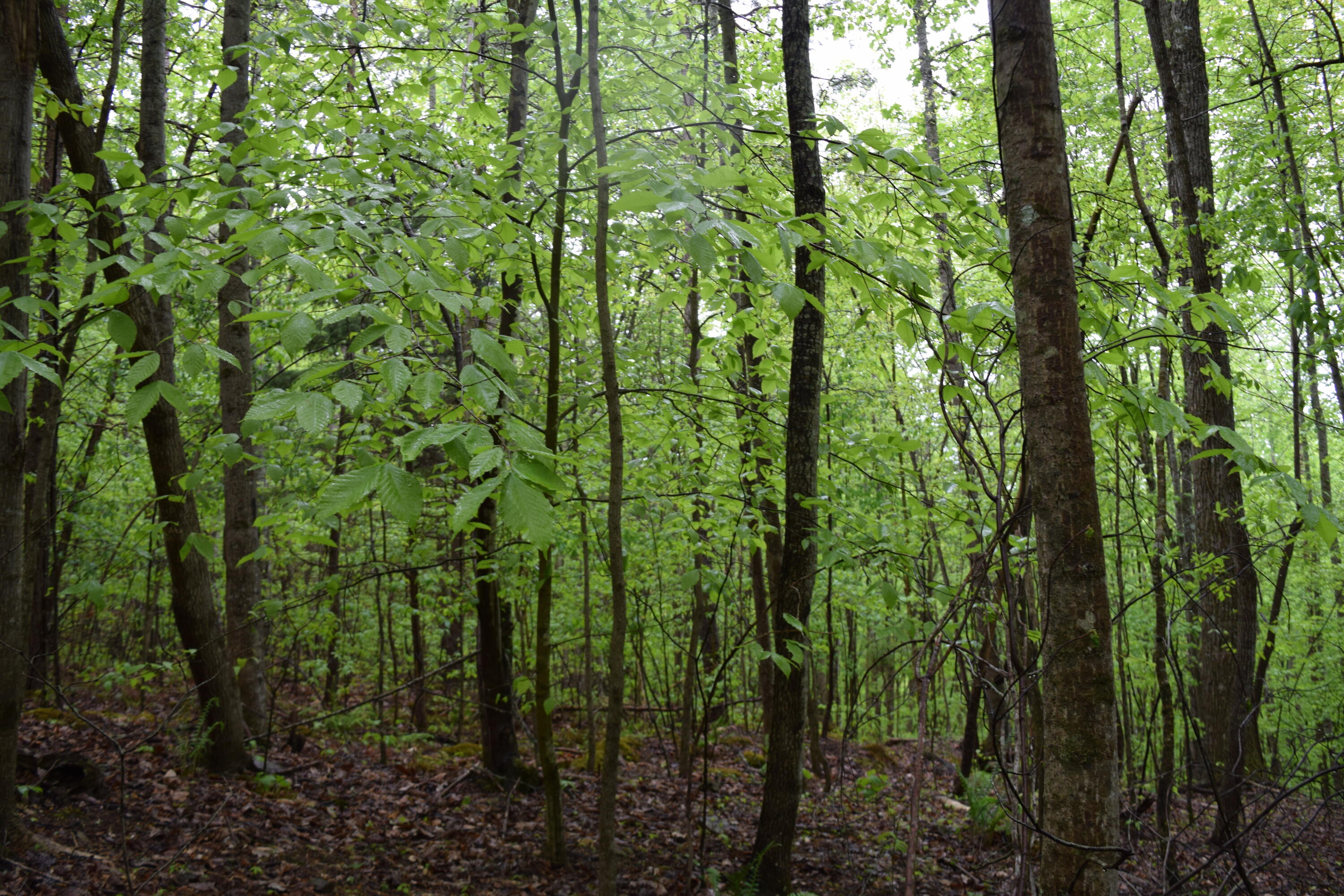 995 Whistle Valley Road, Unit 244 New Tazewell, TN 37825 - Photo 8 of 51 DSC_0057