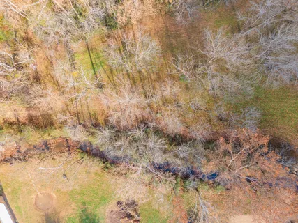 a view of under an large tree