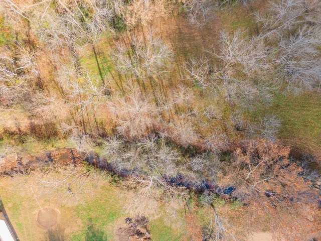 a view of under an large tree