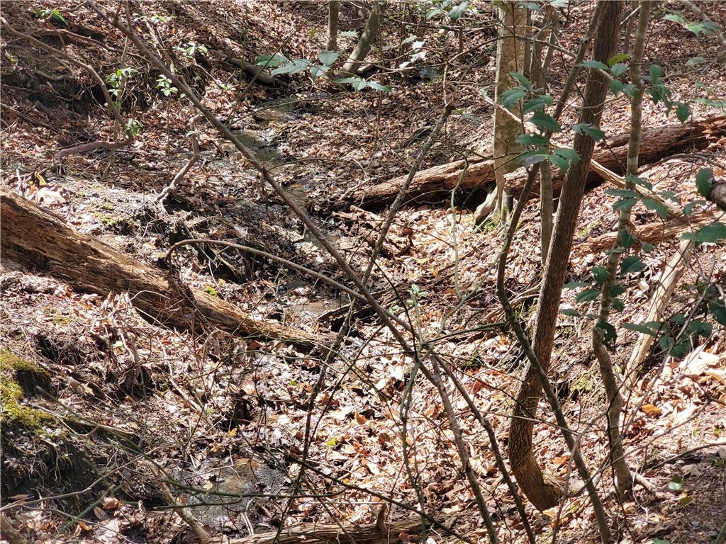 392 Beaver Ridge Road Jasper, GA 30143 - Photo 41 of 55 a view of tree