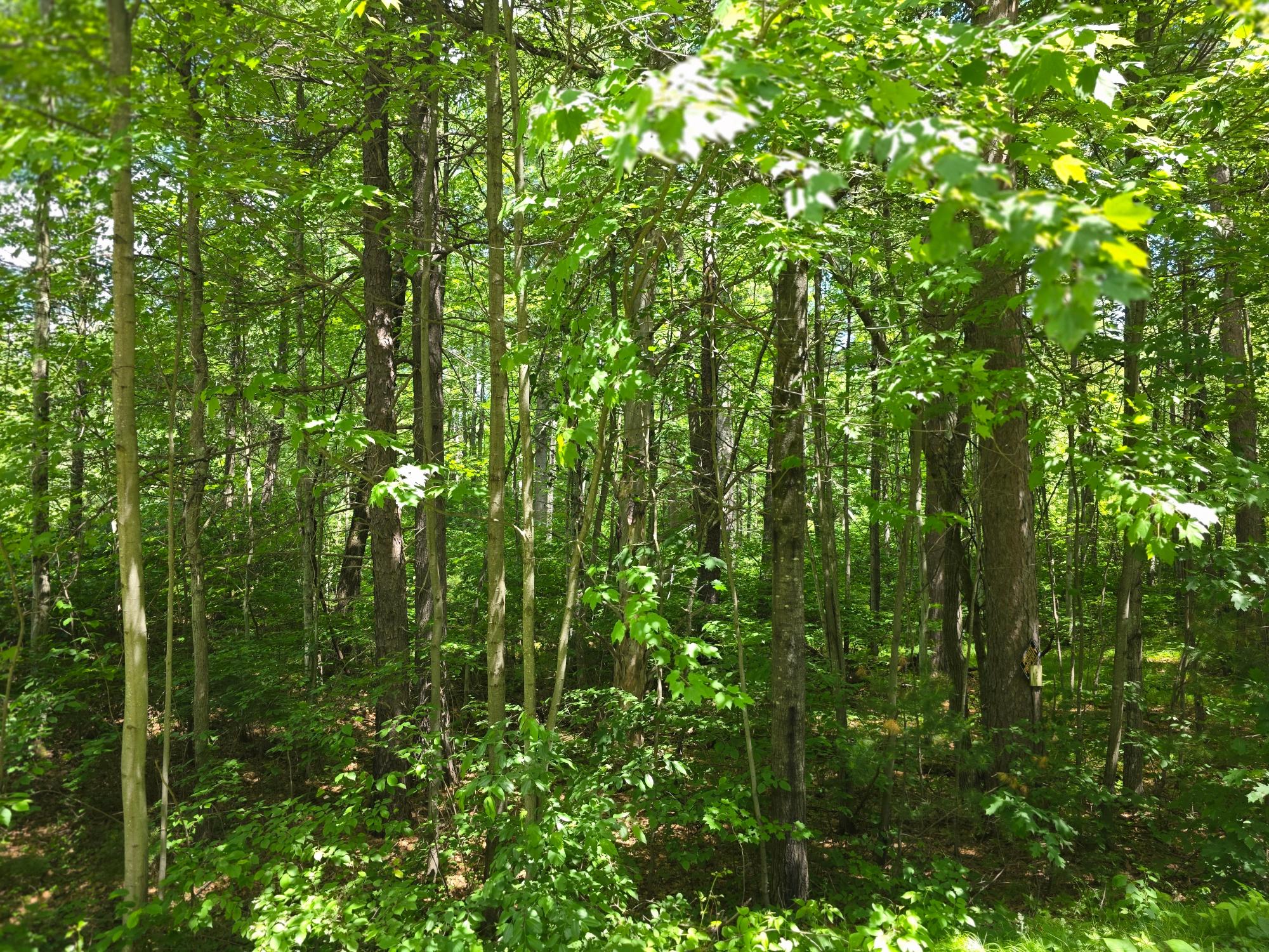 N11478 Cottage Road Tomahawk, WI 54487 - Photo 23 of 27 Gallery Image 23