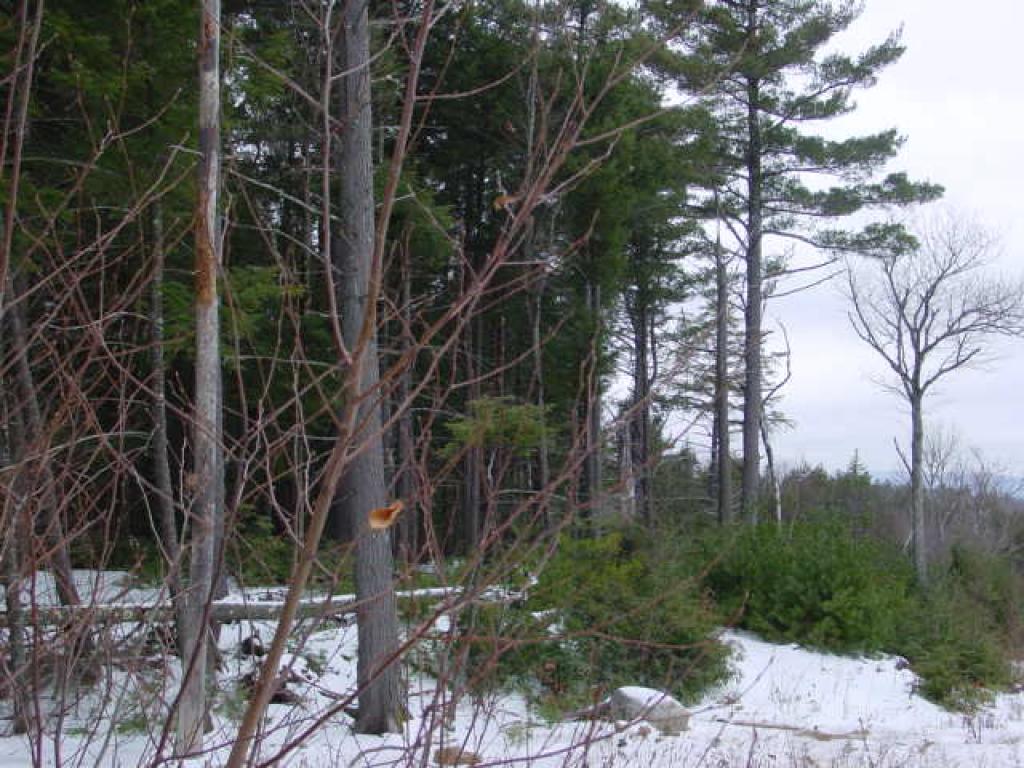 0 Nutting Hill Road Mason, NH 03048 - Photo 8 of 10