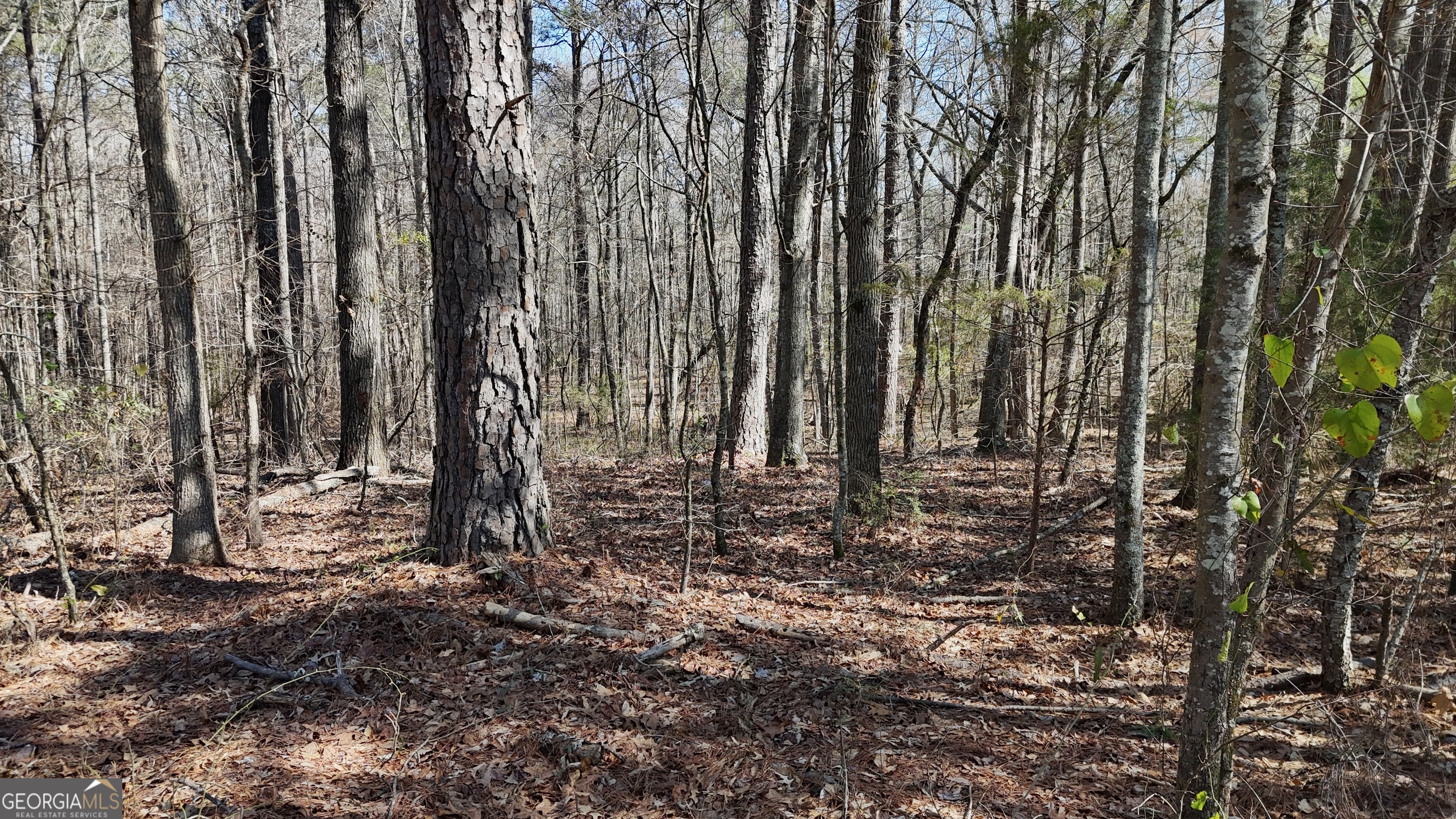 0 Old Lifsey Springs Road Molena, GA 30258 - Photo 9 of 11 a view of a backyard with trees