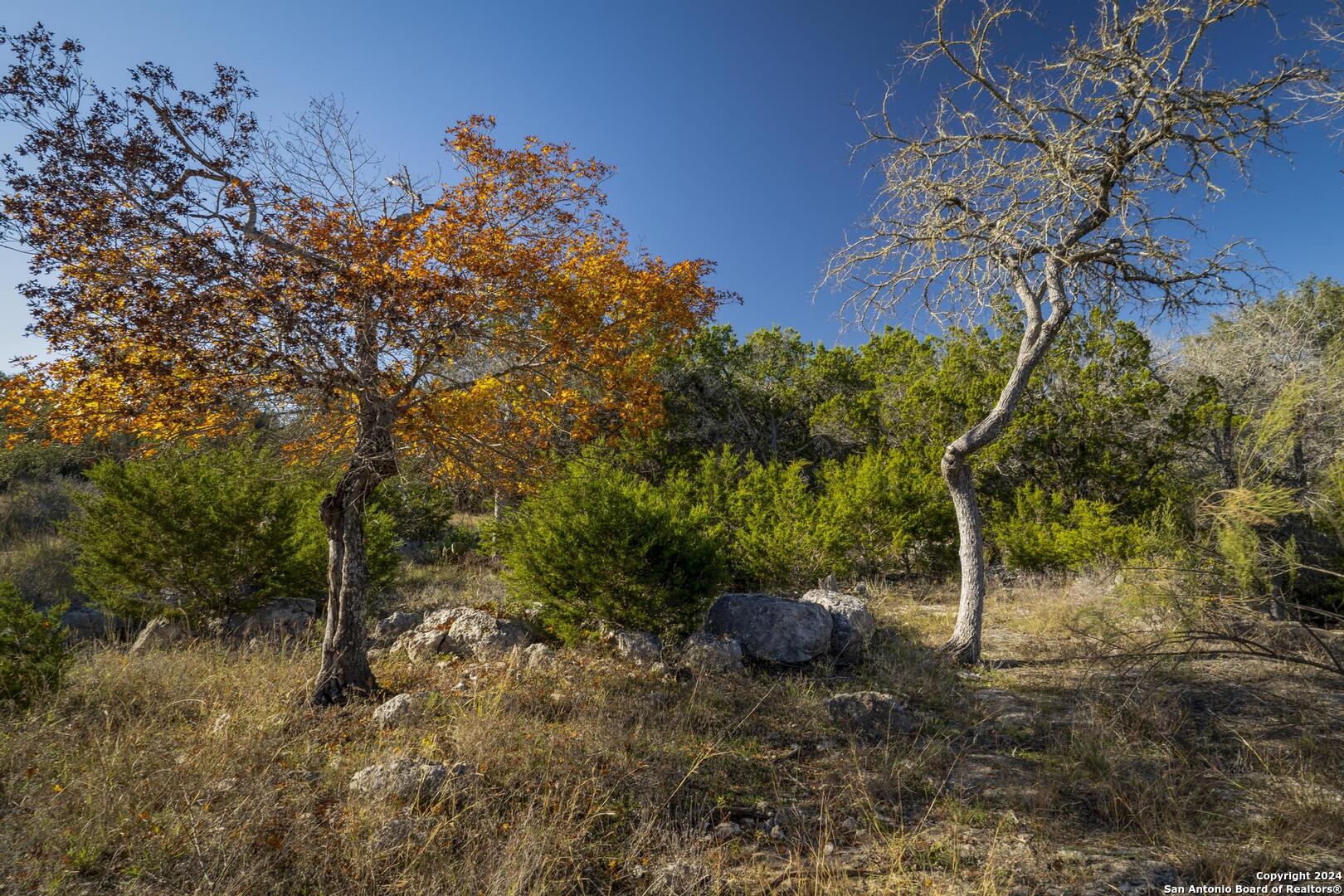 6511 Farm To Market Road 311 Spring Branch, TX 78070 - Photo 37 of 50 a view of a tree in a yard