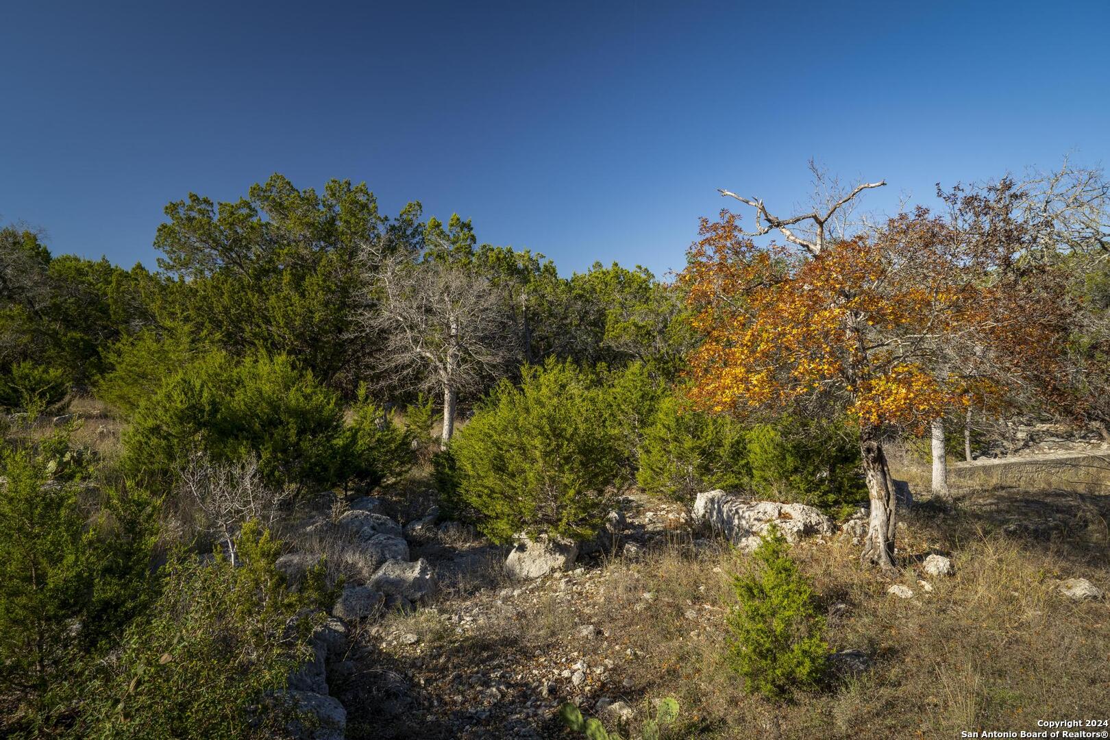 6511 Farm To Market Road 311 Spring Branch, TX 78070 - Photo 38 of 50 a view of a yard with a tree