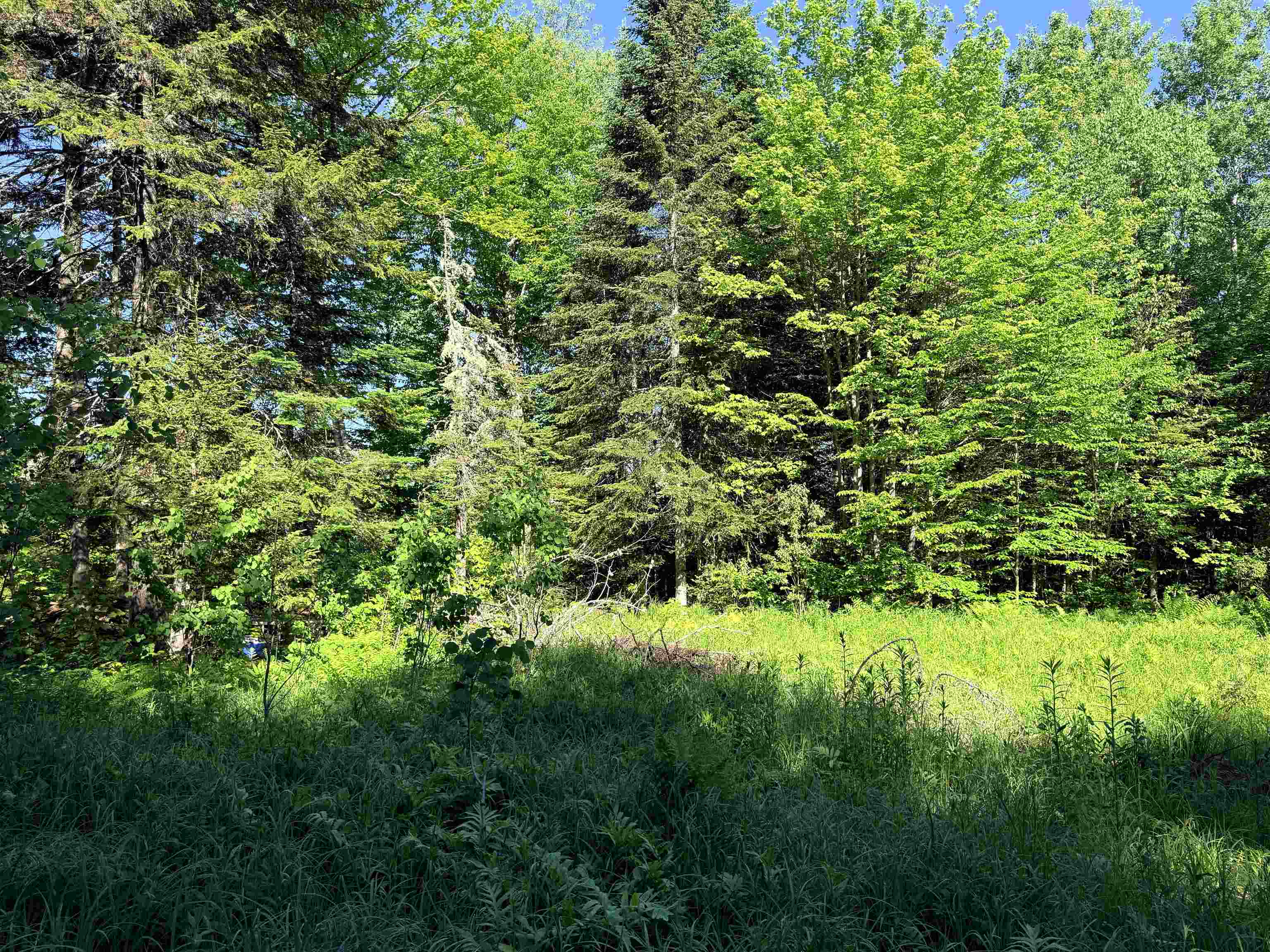 0 Tug Mountain Road Lunenburg, VT 05906 - Photo 10 of 18
