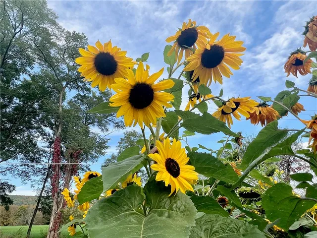 $375,000 | 935 County Highway, Maryland, NY 12116