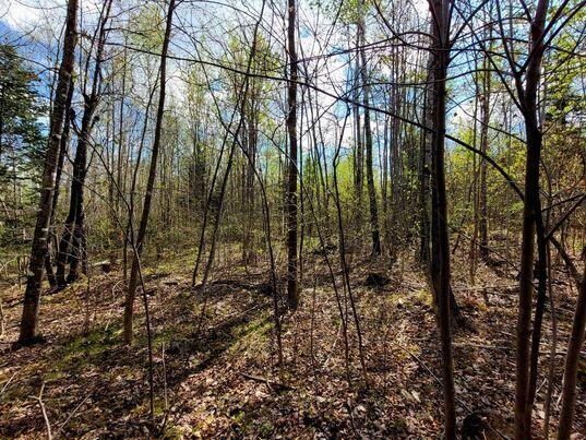 Lot 88 Porter Nadeau Road Eustis, ME 04936 - Photo 16 of 26 346116308_772806334627318_80022314972464
