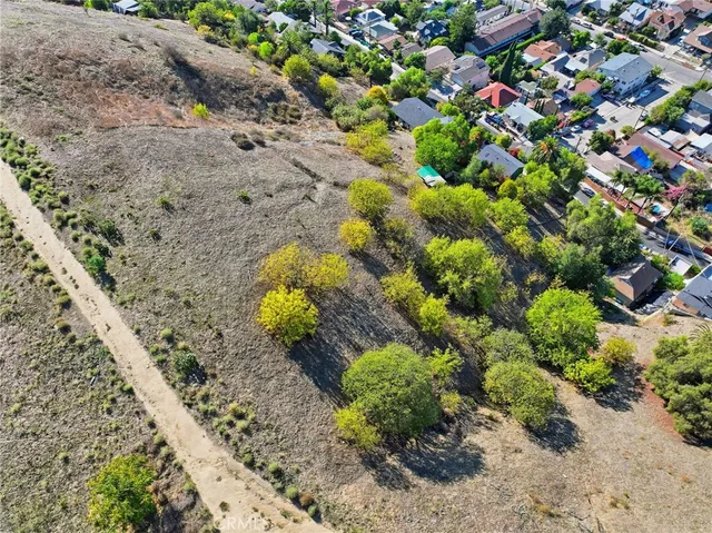 a plant with lots of trees