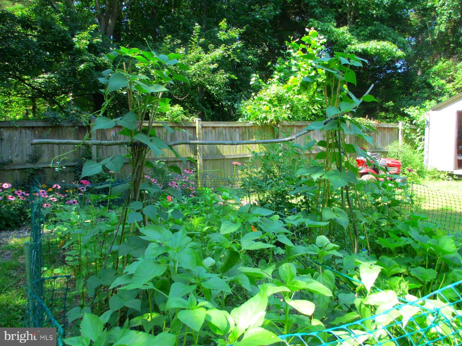 10791 Foreston Road Chestertown, MD 21620 - Photo 8 of 27 Vegetable garden