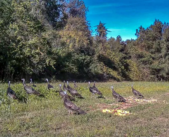 $995,000 | 244 Hodges Road, Kingstree, SC 29556