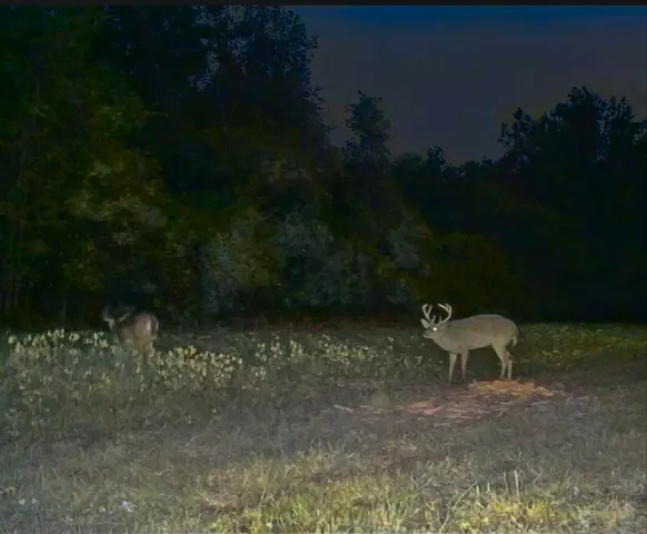 $995,000 | 244 Hodges Road, Kingstree, SC 29556