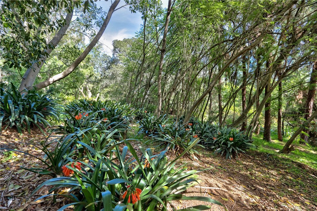 1175 Riverview Drive Fallbrook, CA 92028 - Photo 51 of 57 a backyard of a house with lots of green space
