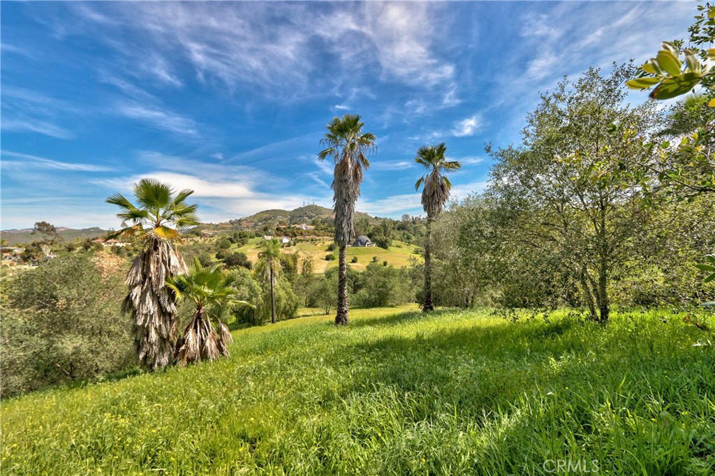 1175 Riverview Drive Fallbrook, CA 92028 - Photo 52 of 57 a view of a yard with an tree