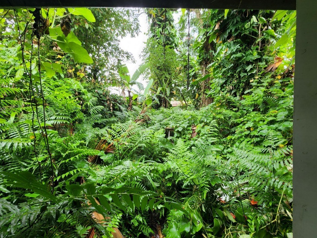 15-2951 Pahoa Village Road Pahoa, HI 96778 - Photo 18 of 18 a view of a plant in a garden