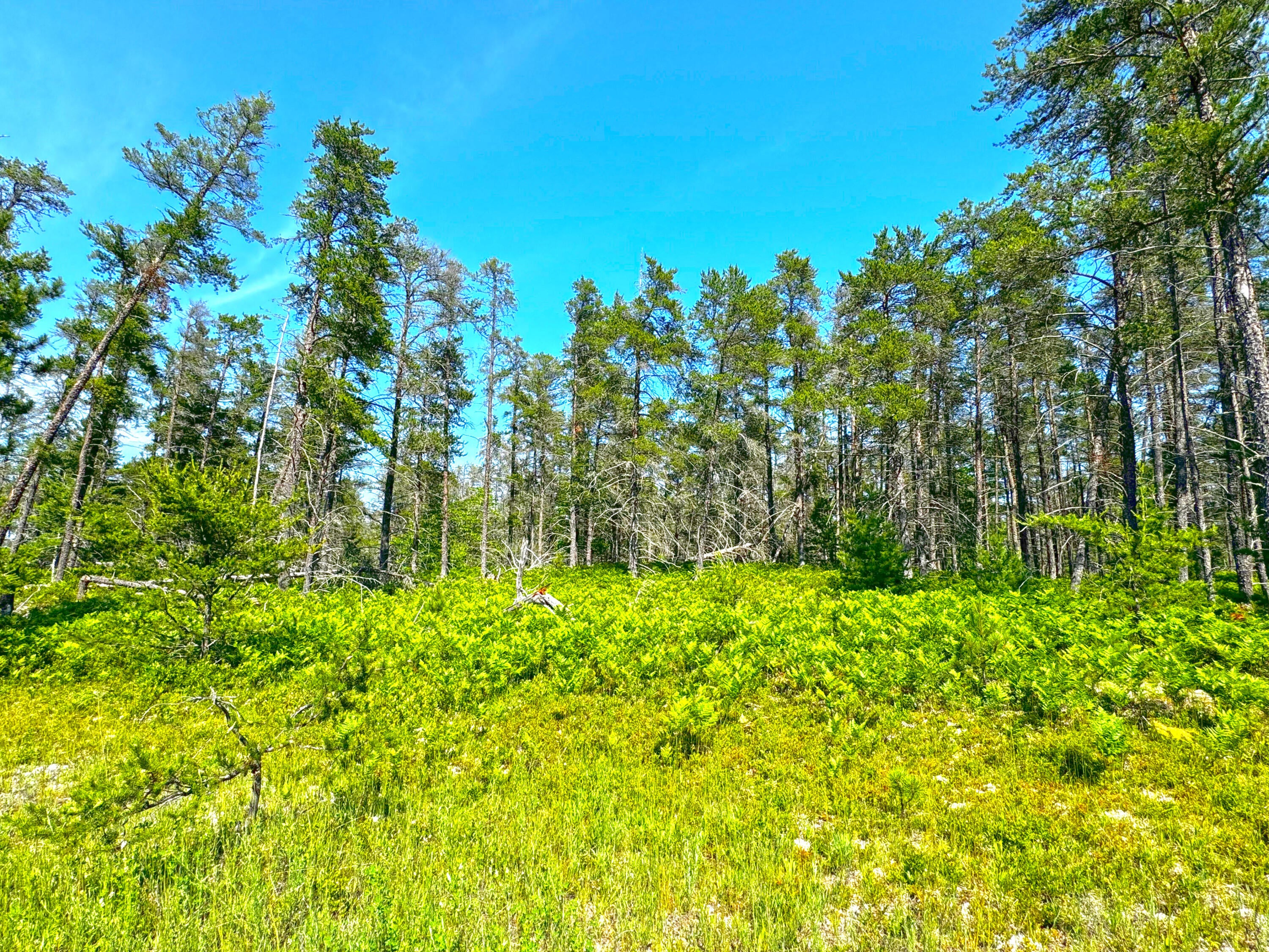 13907 North Whitefish Point Road Paradise, MI 49768 - Photo 1 of 15 Gallery Image 1