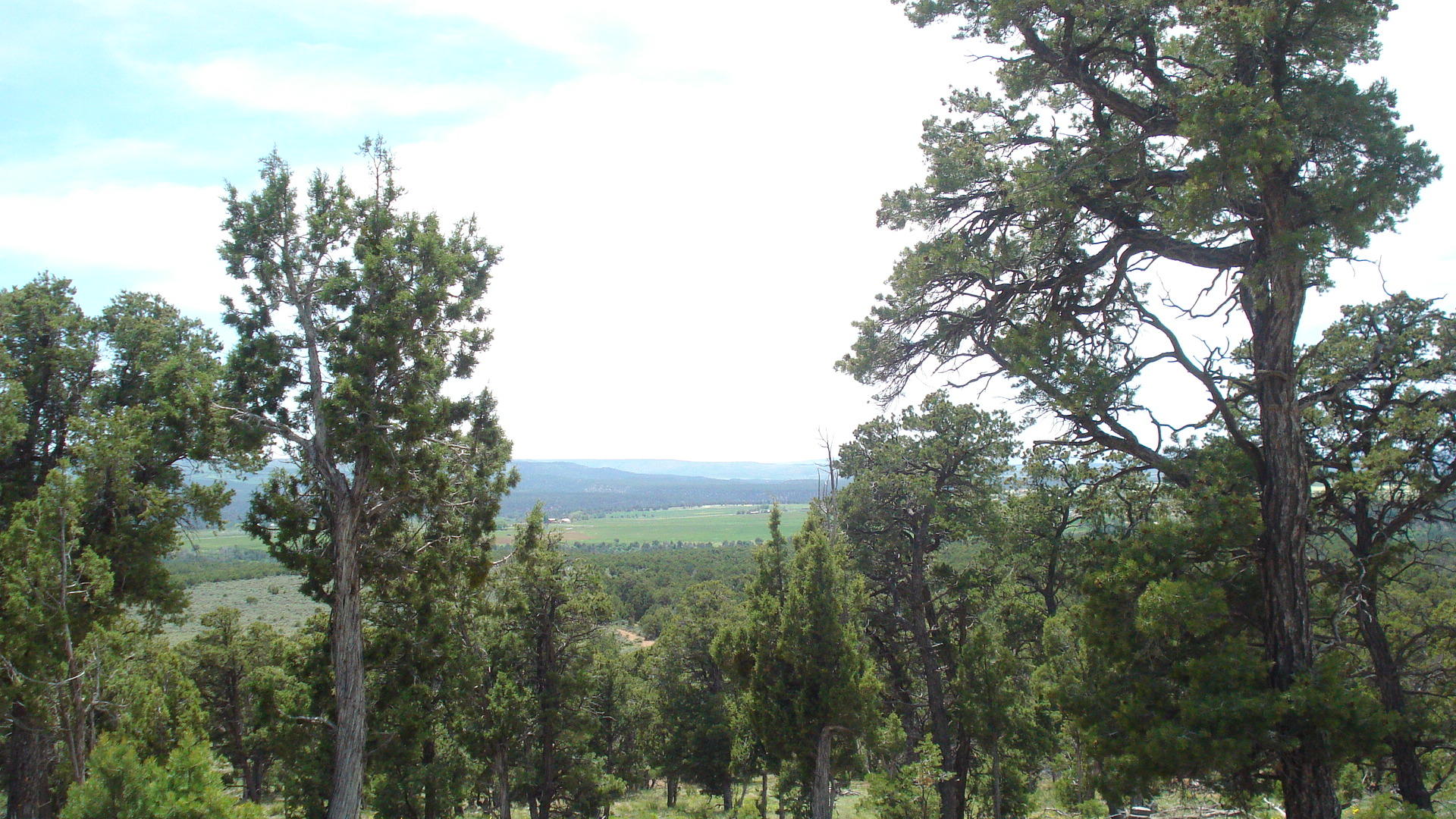 504 Ragsdale Road Norwood, CO 81423 - Photo 17 of 17 a view of a yard with a tree