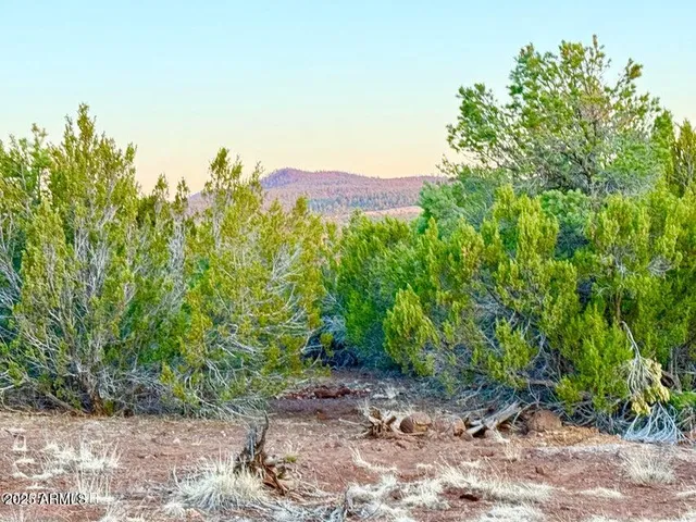 a view of a dry yard with trees in front of it