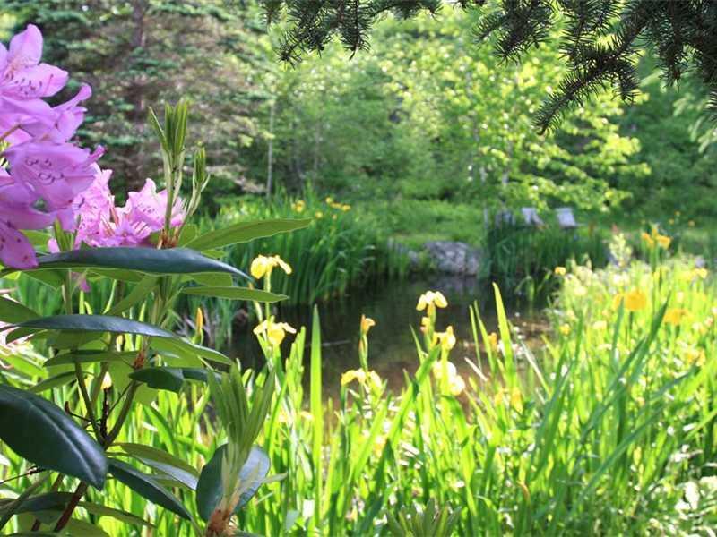 315 Oak Point Road Trenton, ME 04605 - Photo 31 of 35 Yard/Garden. Fish pond in bloom