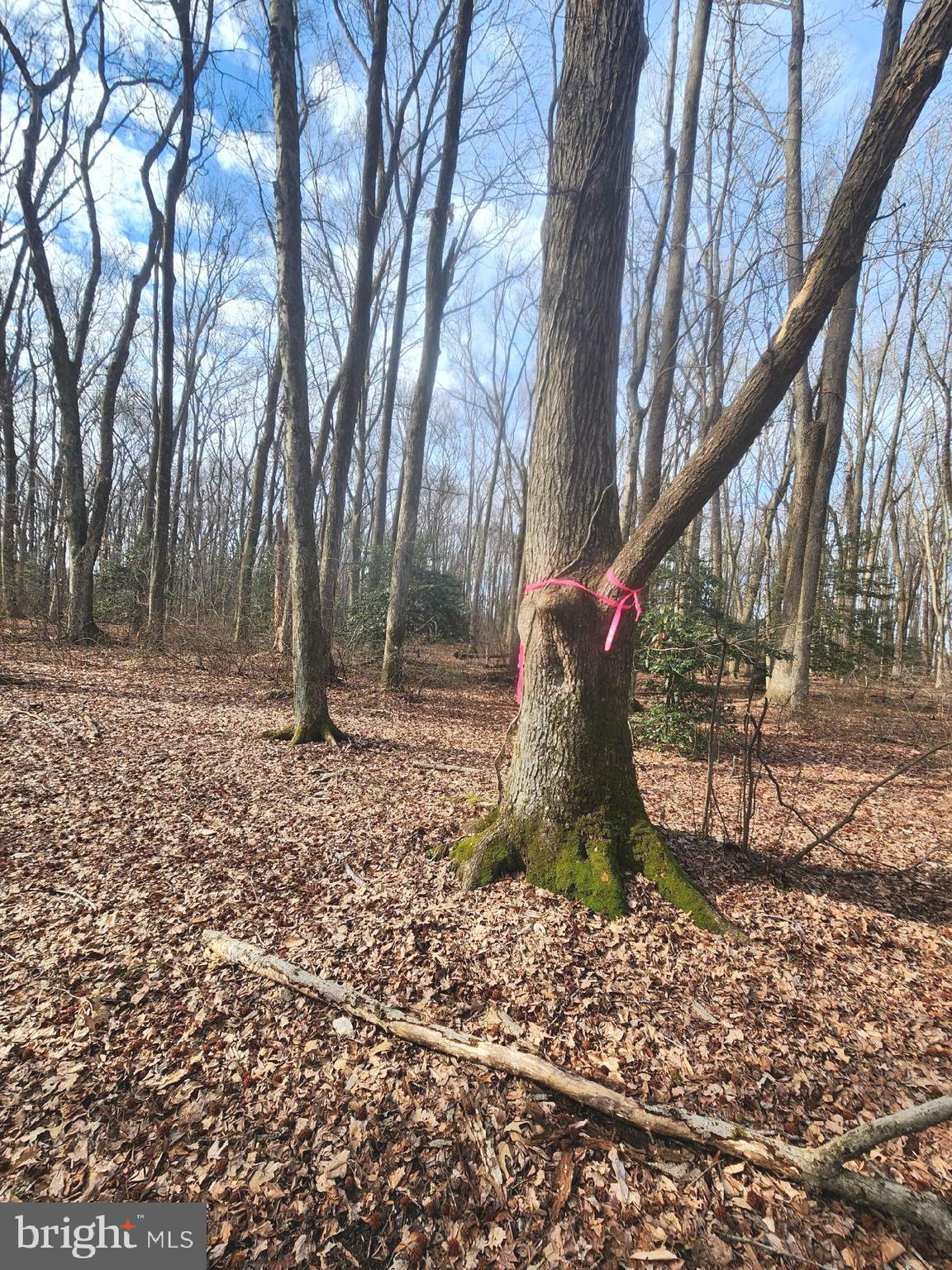 15589 Union Road Goldsboro, MD 21636 - Photo 5 of 5 a view of a yard with large trees