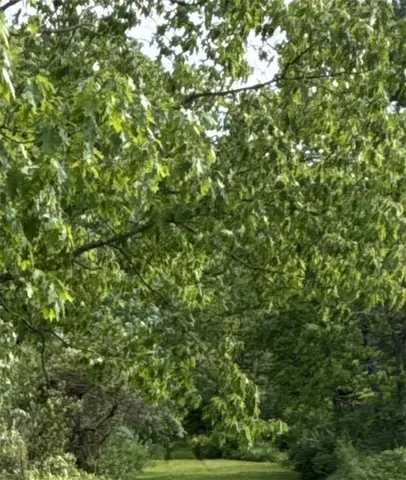 $379,000 | 0 G And S Road, Punxsutawney, PA 15767