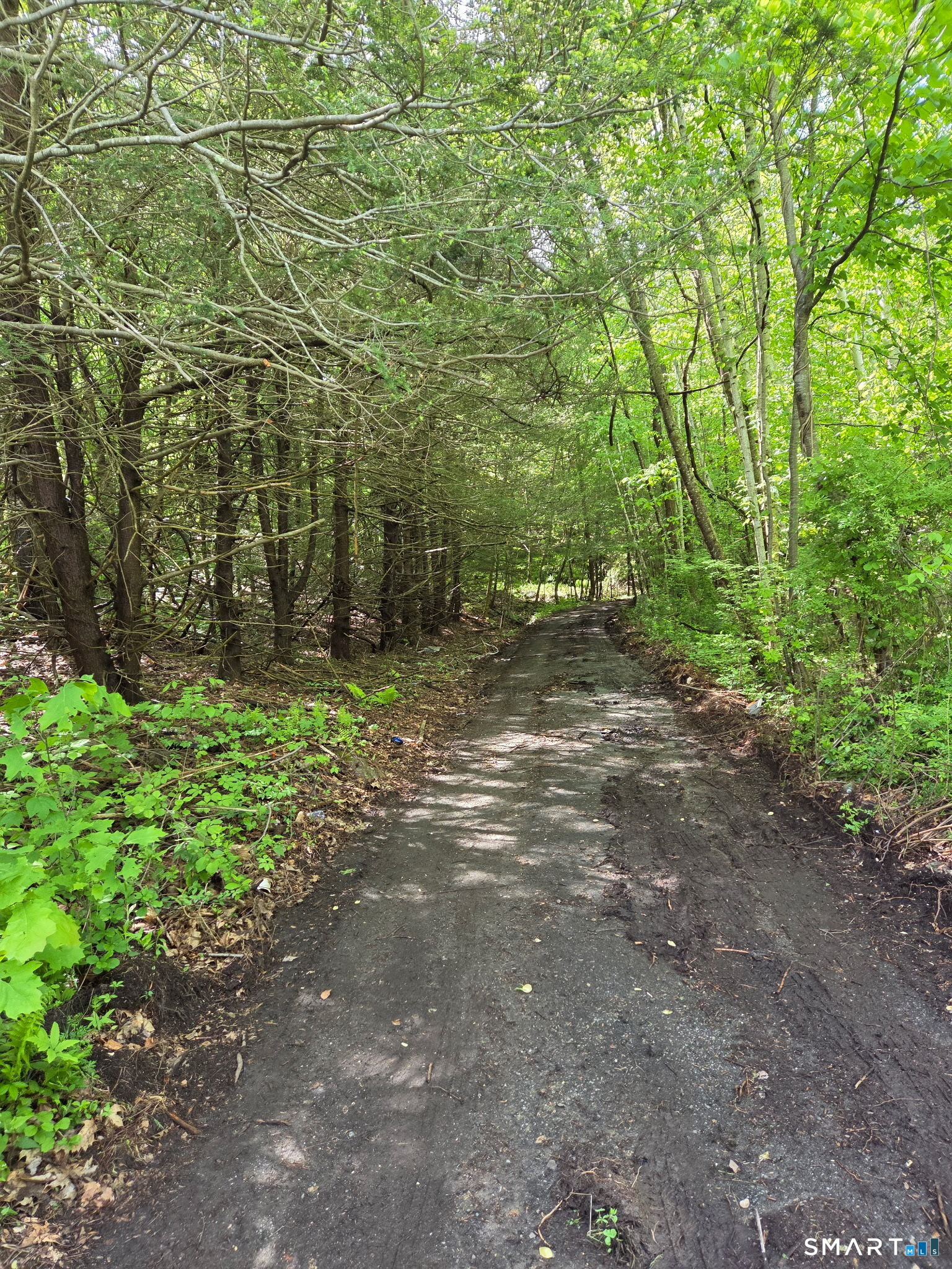 Davis Road Harwinton, CT 06791 - Photo 3 of 11 a view of a forest with trees