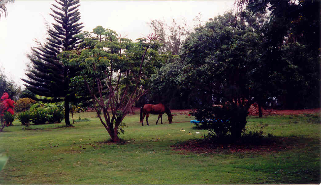 Larsen's Beach Road Kilauea, HI 96754 - Photo 4 of 9 Gallery Image 4