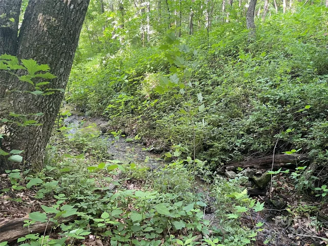 a view of a lush green forest