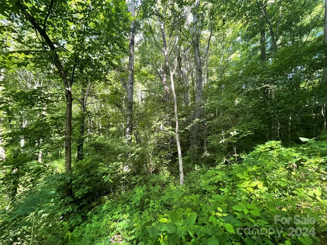a view of a lush green forest