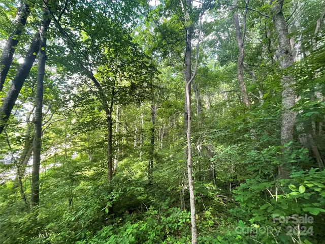 a view of a lush green forest