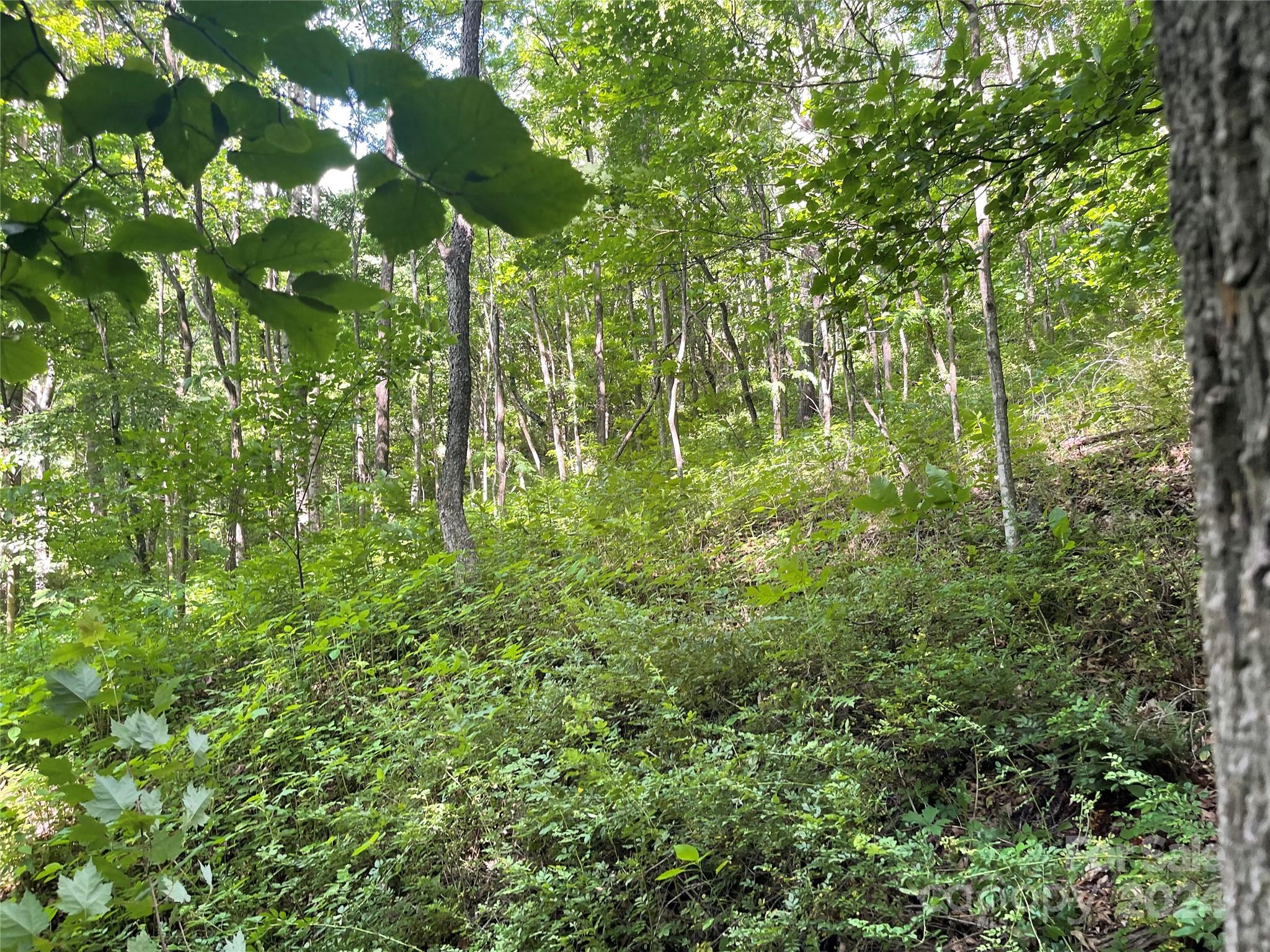 Tbd Mountain Glen Road Canton, NC 28716 - Photo 6 of 8