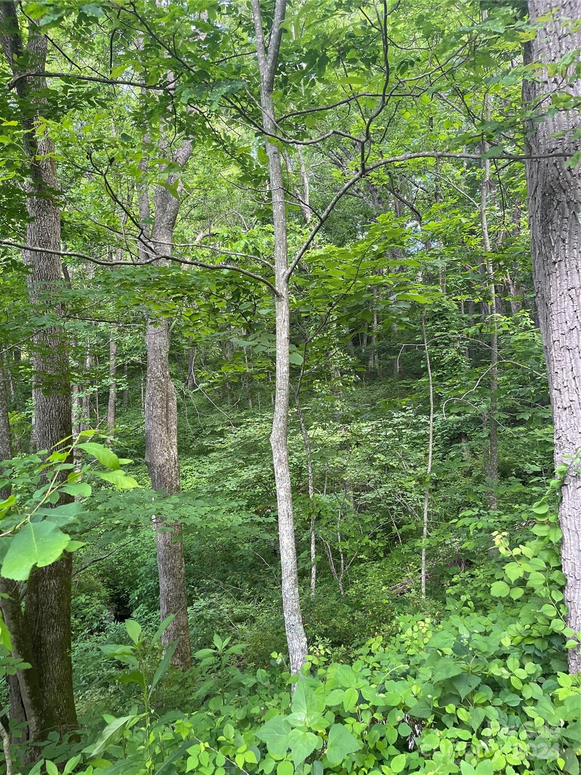 Tbd Mountain Glen Road Canton, NC 28716 - Photo 7 of 8