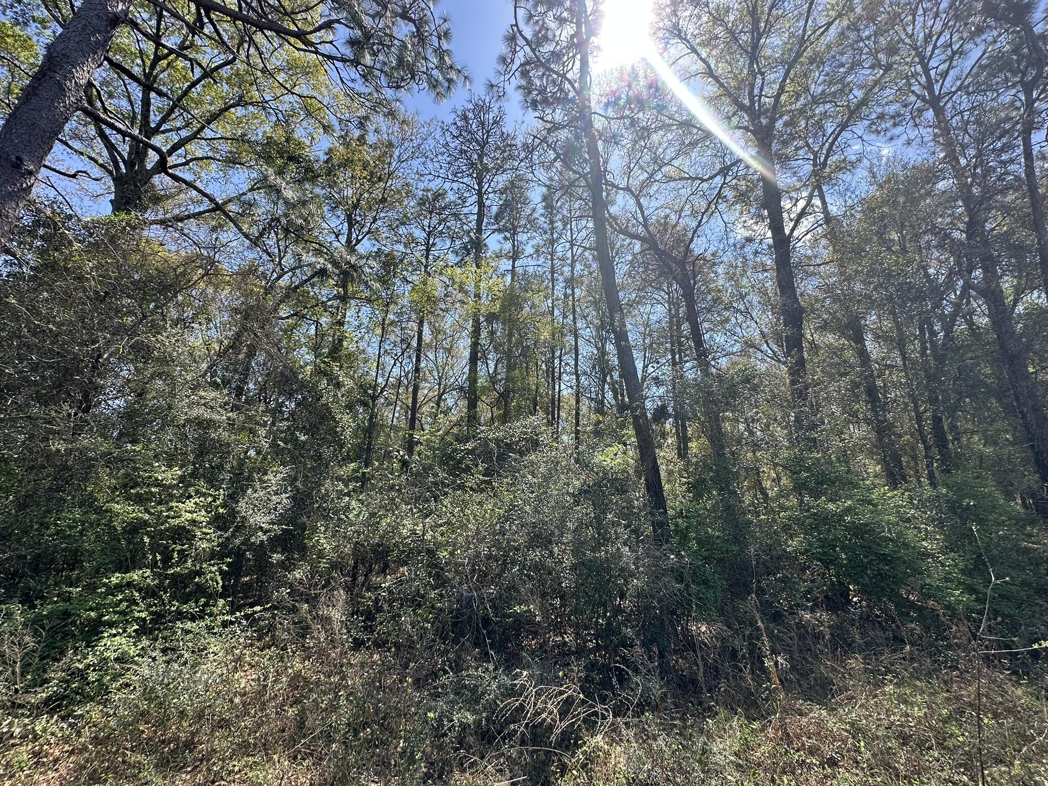 Parcel B Holloway Road Baker, FL 32531 - Photo 2 of 8 a view of forest