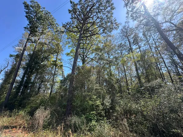 a view of forest
