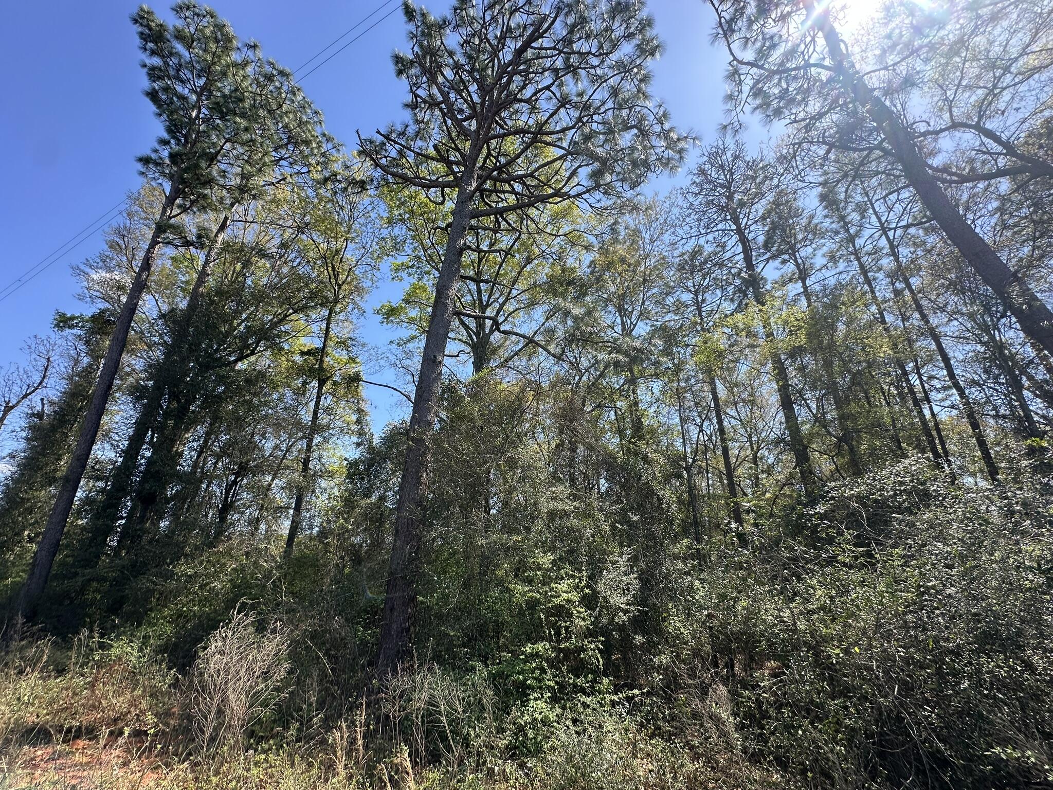 Parcel B Holloway Road Baker, FL 32531 - Photo 3 of 8 a view of forest